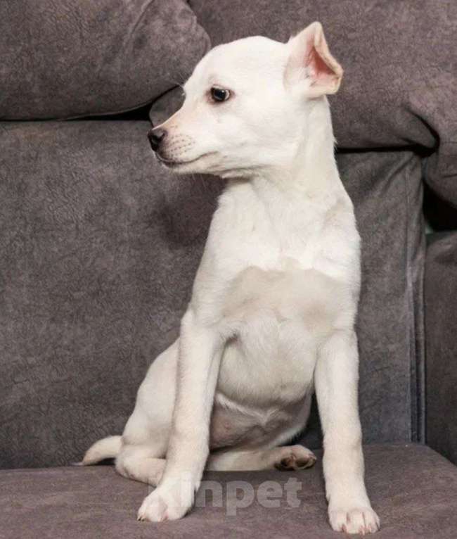 Собаки в Москве: Крошечка щенок Лялечка в добрые руки Девочка, Бесплатно - фото 4