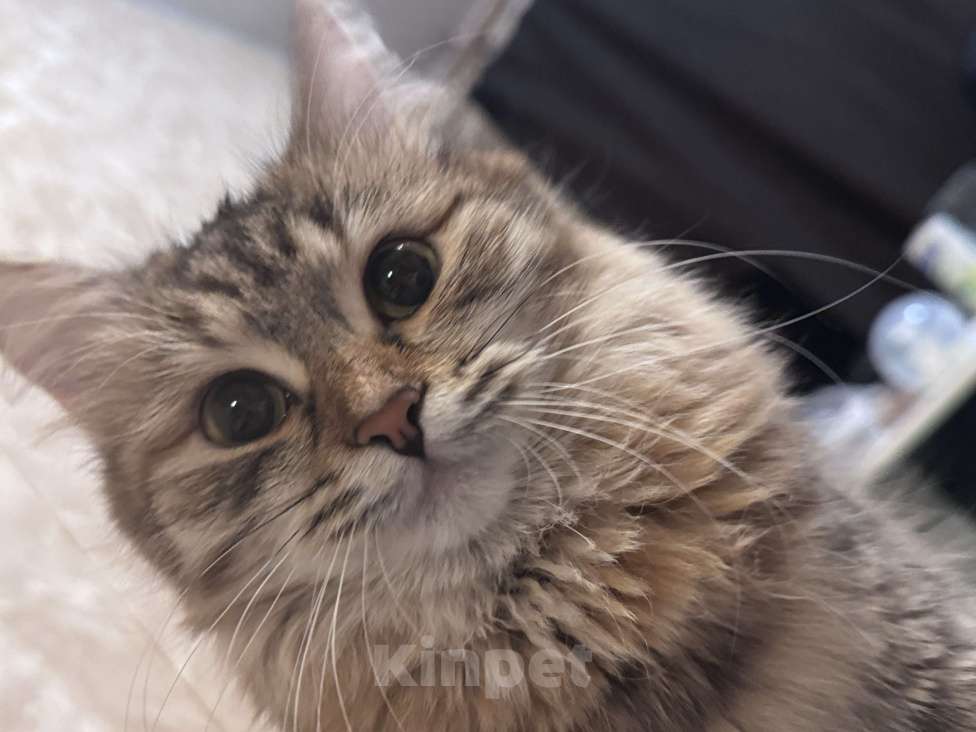 Кошки в Екатеринбурге: Потерялась кошка Девочка, 1 000 руб. - фото 2