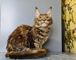 Кошки в Москве: Котёнок Мейн-кун Девочка Девочка, 39 000 руб. - фото 7