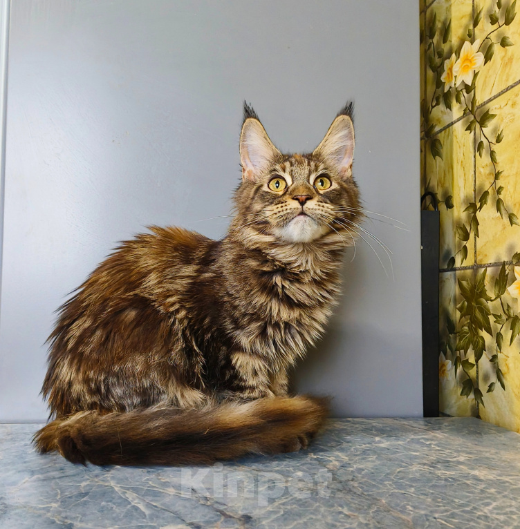 Кошки в Москве: Котёнок Мейн-кун Девочка Девочка, 39 000 руб. - фото 7