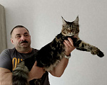 Кошки в Энгельс: Котята Мейн Ку Девочка, 35 000 руб. - фото 1