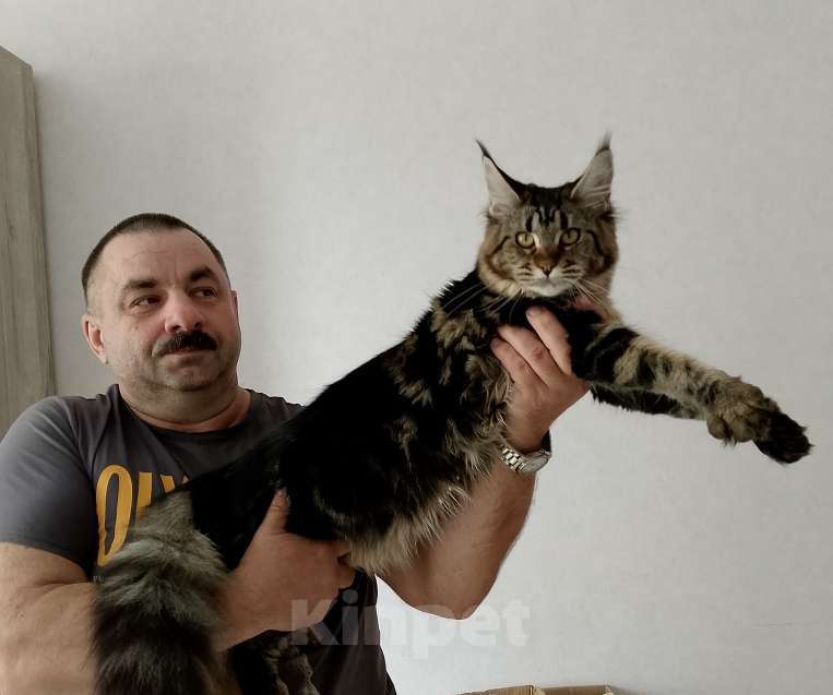 Кошки в Энгельс: Котята Мейн Ку Девочка, 35 000 руб. - фото 1