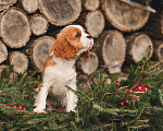 Собаки в других городах Московской области: Девочка кавалер бленхейм  Девочка, 120 000 руб. - фото 5
