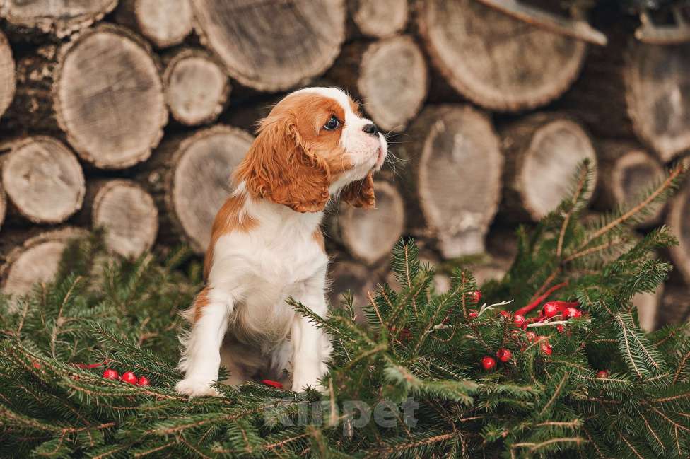 Собаки в других городах Московской области: Девочка кавалер бленхейм  Девочка, 120 000 руб. - фото 5