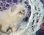 Кошки в Москве: Котенок девочка породы Невская Маскарадная Ариэль Девочка, Бесплатно - фото 7