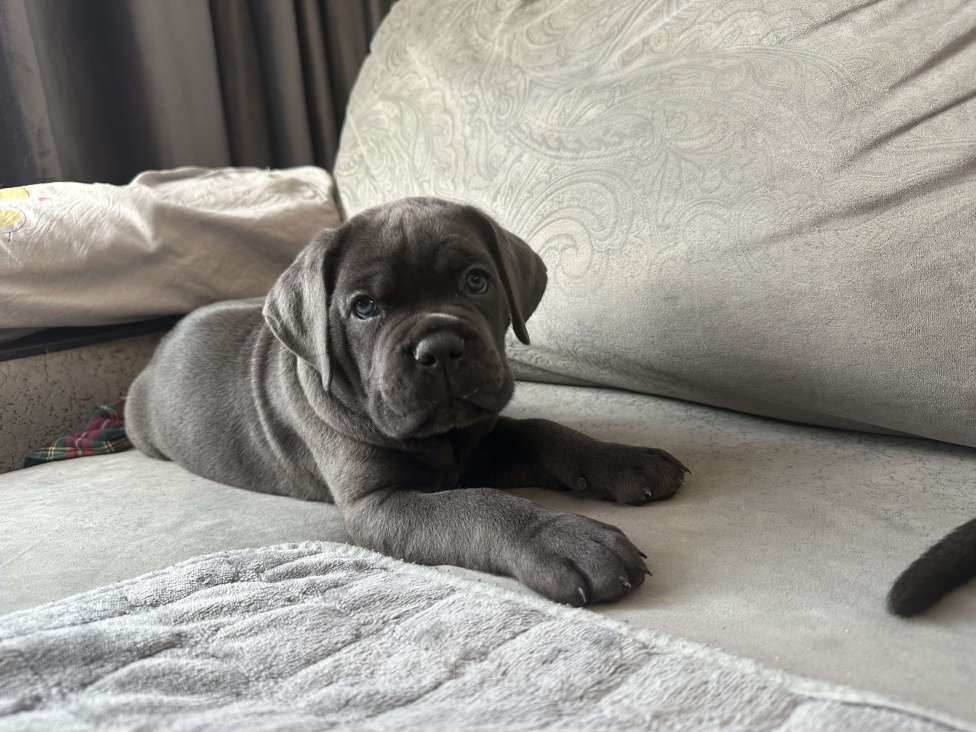 Собаки в других городах Московской области: Щенки кане-корсо Девочка, 45 000 руб. - фото 2