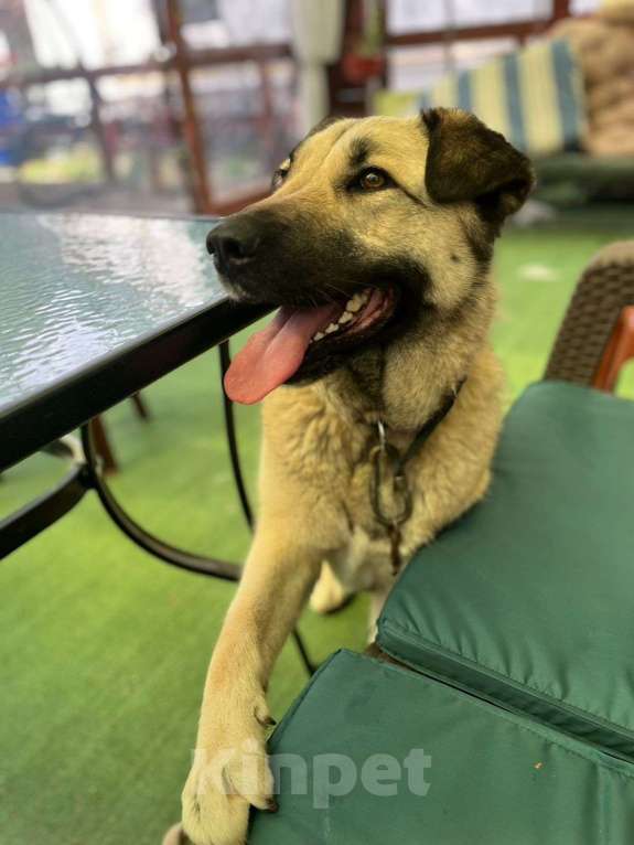 Собаки в Сургуте: Пропала Собака Девочка, 1 000 руб. - фото 2