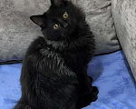 Кошки в Санкт-Петербурге: Черный курильчонок Мальчик, 25 000 руб. - фото 2