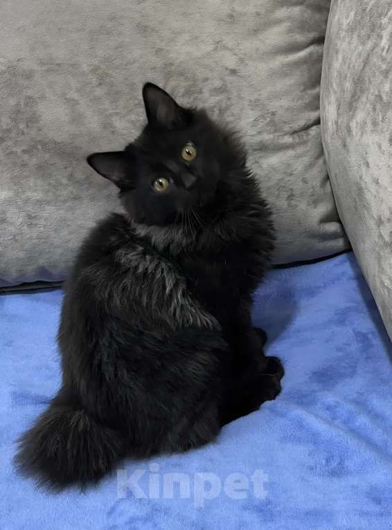 Кошки в Санкт-Петербурге: Черный курильчонок Мальчик, 25 000 руб. - фото 2