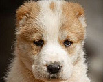 Собаки в Кстово: Продаются Среднеазиатская овчарка (алабай) Девочка, 40 000 руб. - фото 1