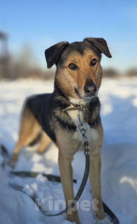 Собаки в Королеве: Знакомьтесь, Линч! Мальчик, Бесплатно - фото 2