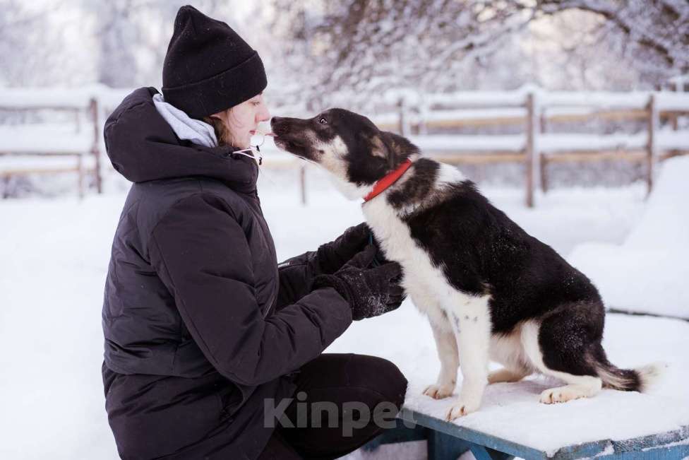 Собаки в Москве: Лада, 1 год в добрые руки Девочка, Бесплатно - фото 4