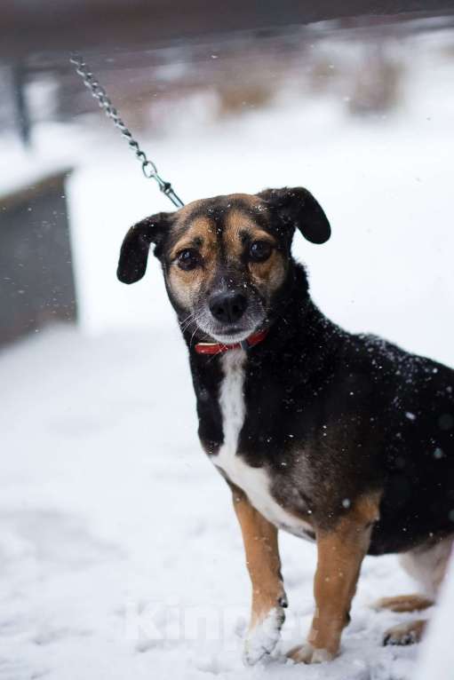Собаки в Санкт-Петербурге: Маленькая хрупкая собачка ищет дом Девочка, Бесплатно - фото 1