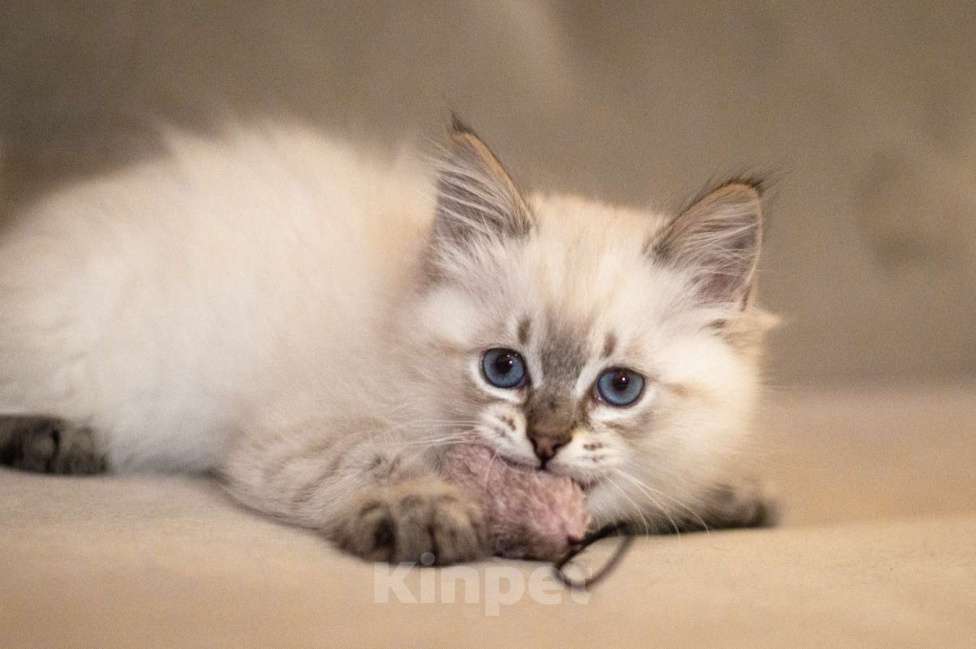 Кошки в Санкт-Петербурге: невский маскарадный котенок Мальчик, 60 000 руб. - фото 3