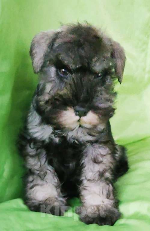 Собаки в Москве: цвергшнауцер девочка для дома Девочка, 35 000 руб. - фото 2