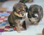 Собаки в Новосибирске: Щенок Толгат 1 мес. Доставим по Новосибирску и нсо.  Мальчик, Бесплатно - фото 8