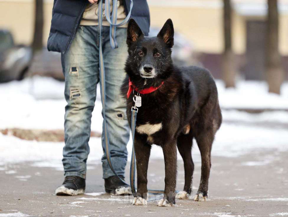 Собаки в других городах Московской области: Черныш или просто Дедуся Мальчик, Бесплатно - фото 4
