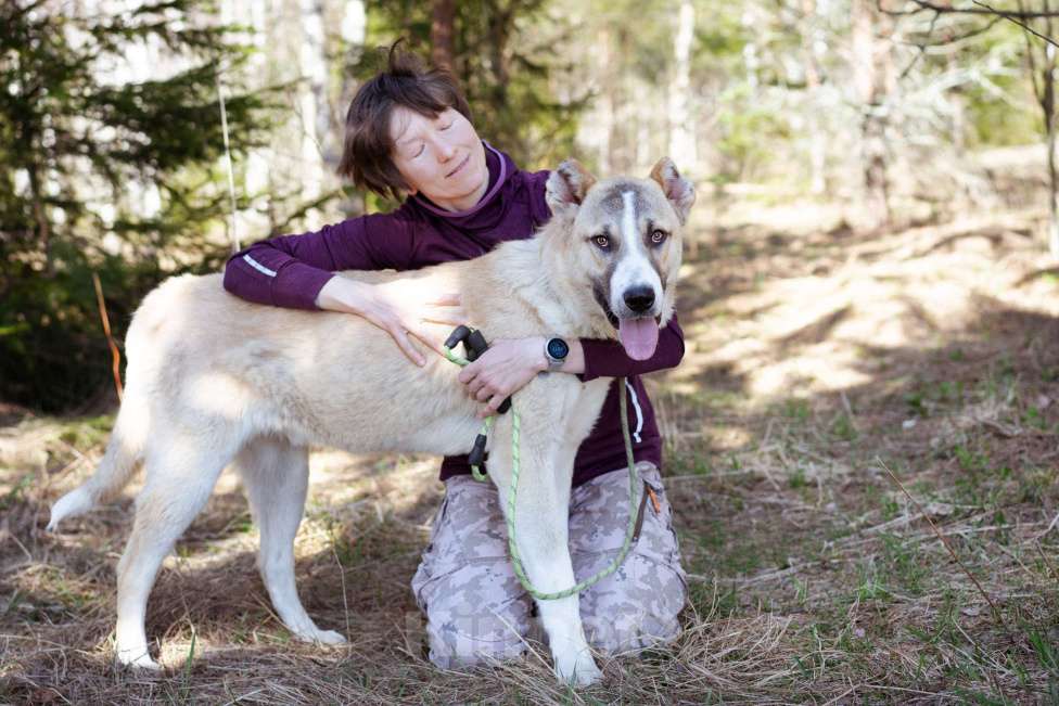 Собаки в Москве: Молодой, добрый пёсель в добрые руки Мальчик, Бесплатно - фото 3