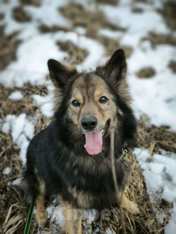 Собаки в Балашихе: Очаровательный метис овчарки Мирон ищет семью Мальчик, Бесплатно - фото 6