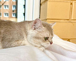 Кошки в Москве: Юная британская кошка Плюша в добрые руки Девочка, Бесплатно - фото 7