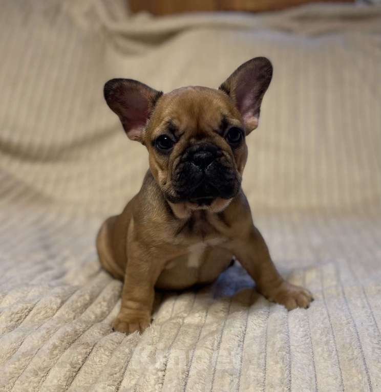 Собаки в Санкт-Петербурге: Шикарная девочка французского бульдога  Девочка, 40 000 руб. - фото 2
