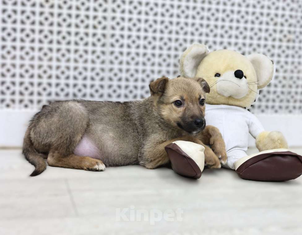 Собаки в Москве: Щенки бесплатно в Москве Девочка, Бесплатно - фото 6