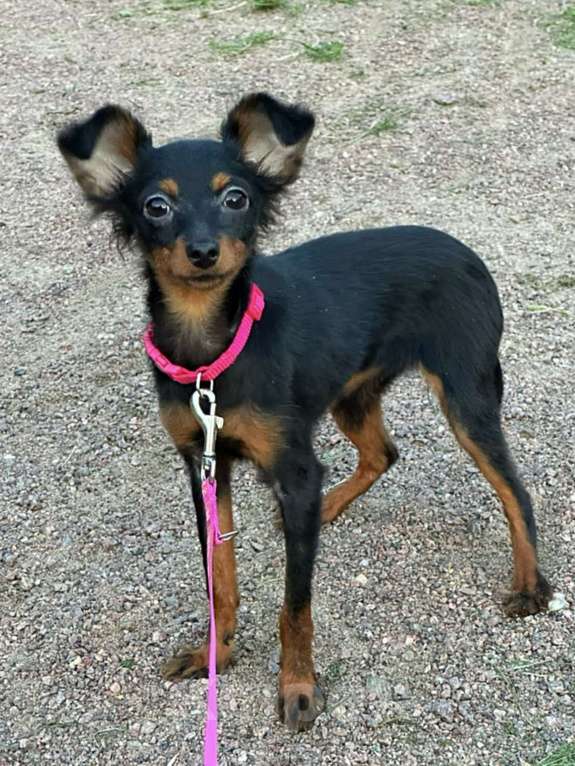 Собаки в Санкт-Петербурге: Пражский крысарик щенки Девочка, Бесплатно - фото 4