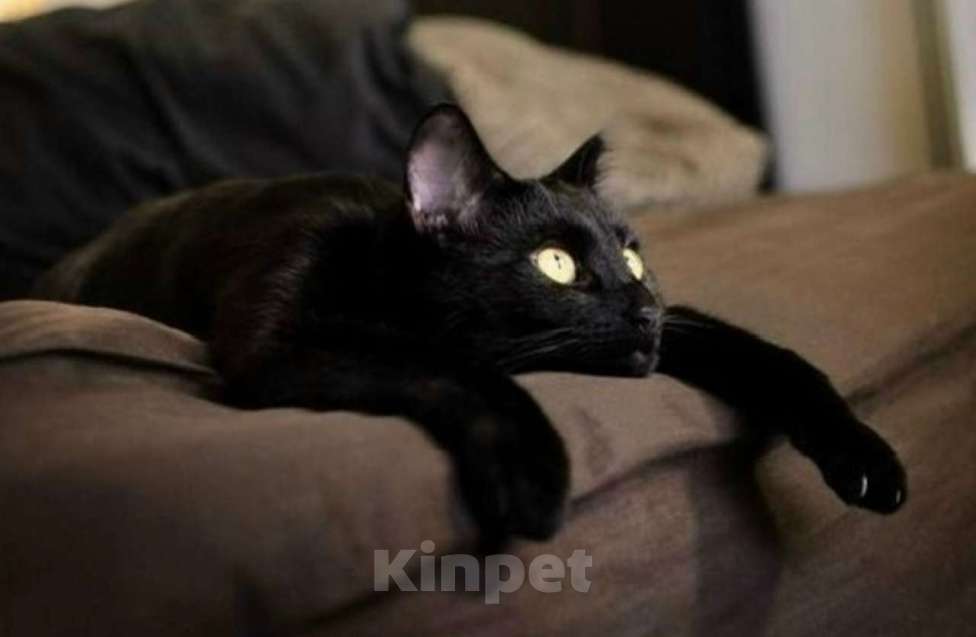 Кошки в Санкт-Петербурге: Кошечка чернышечка  ищет дом  Девочка, Бесплатно - фото 1