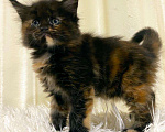 Кошки в Ардоне: Мейн кун котята, 30 000 руб. - фото 5