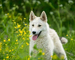 Собаки в Москве: Маленький волчонок Север ищет дом Мальчик, Бесплатно - фото 2