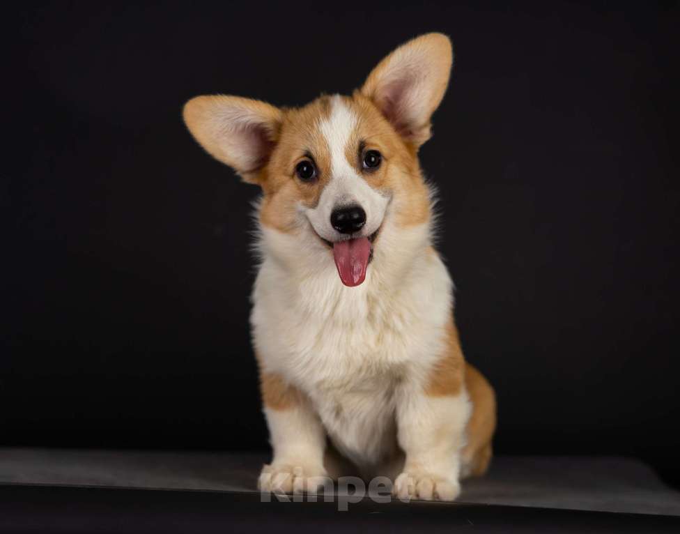 Собаки в Пензе: Юмми Девочка, Бесплатно - фото 1