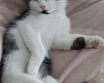 Кошки в Воронеже: Потерялся котик возле ВАСО Мальчик, Бесплатно - фото 8