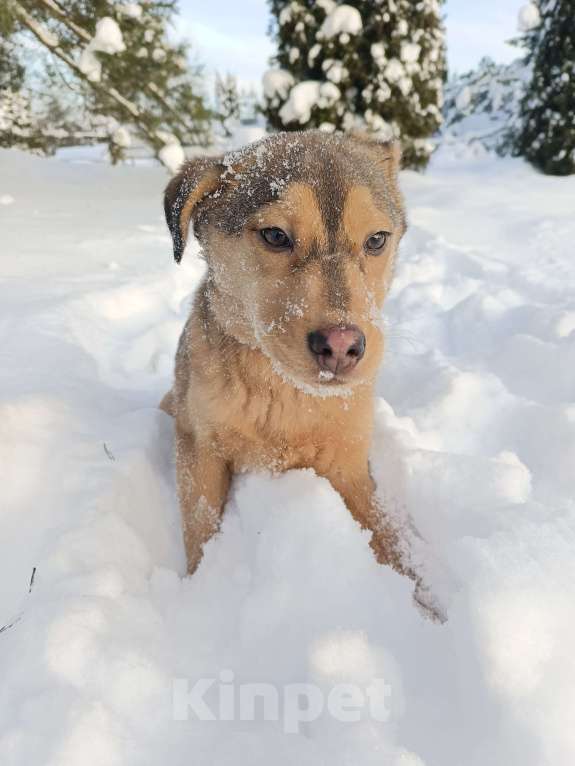 Собаки в других городах Ленинградской области: Лисенок Мальчик, Бесплатно - фото 3