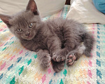 Кошки в Астрахани: Отдам котёнка в хорошие руки Девочка, Бесплатно - фото 4