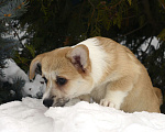 Собаки в Пензе: Щенки корги Разнополые, 60 000 руб. - фото 3