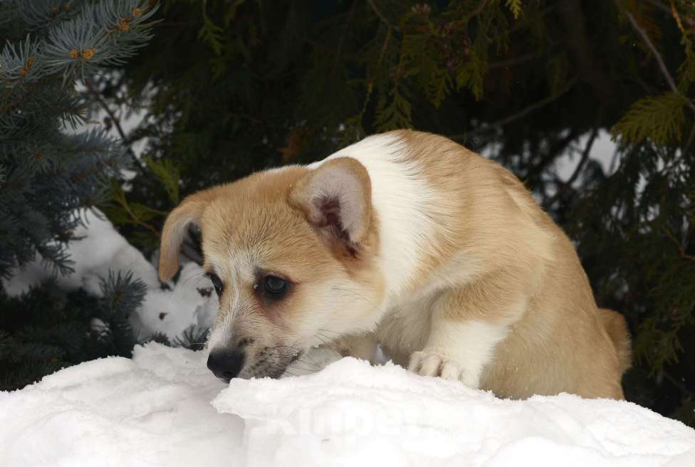 Собаки в Пензе: Щенки корги Разнополые, 60 000 руб. - фото 3