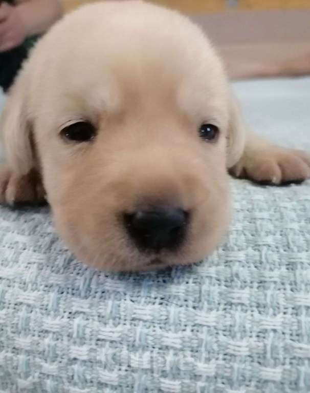 Собаки в других городах Московской области: Лабрадор ретривер Мальчик, 55 000 руб. - фото 6