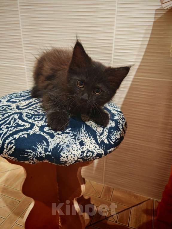 Кошки в Уфе: Черныш Мальчик, Бесплатно - фото 2