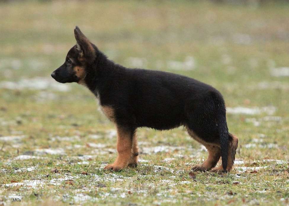 Собаки в Электростали: Щенки немецкой овчарки  Девочка, 60 000 руб. - фото 1