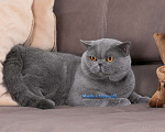 Кошки в Москве: Шикарнейший котик в роскошной шубке Мальчик, 5 000 руб. - фото 1