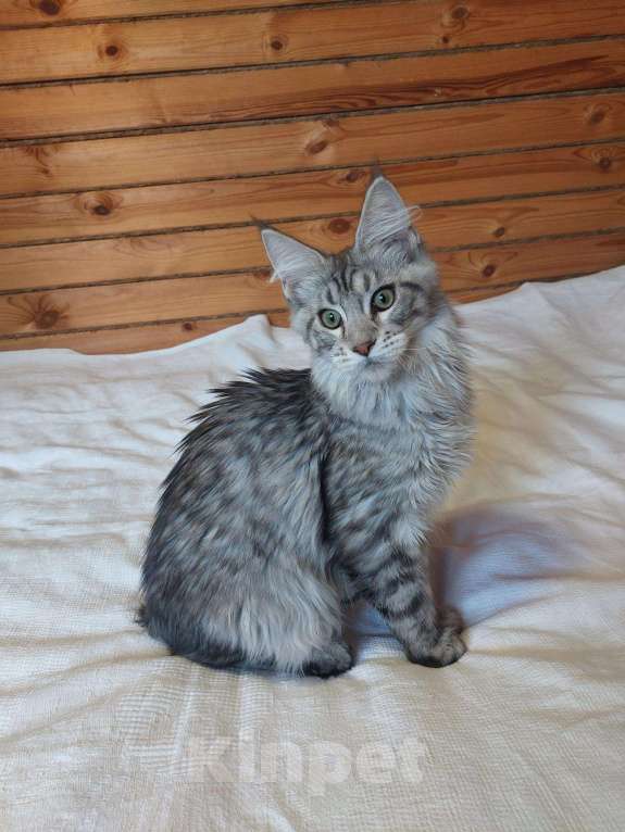Кошки в Ливны: Котята Мейн-кун, 60 000 руб. - фото 1