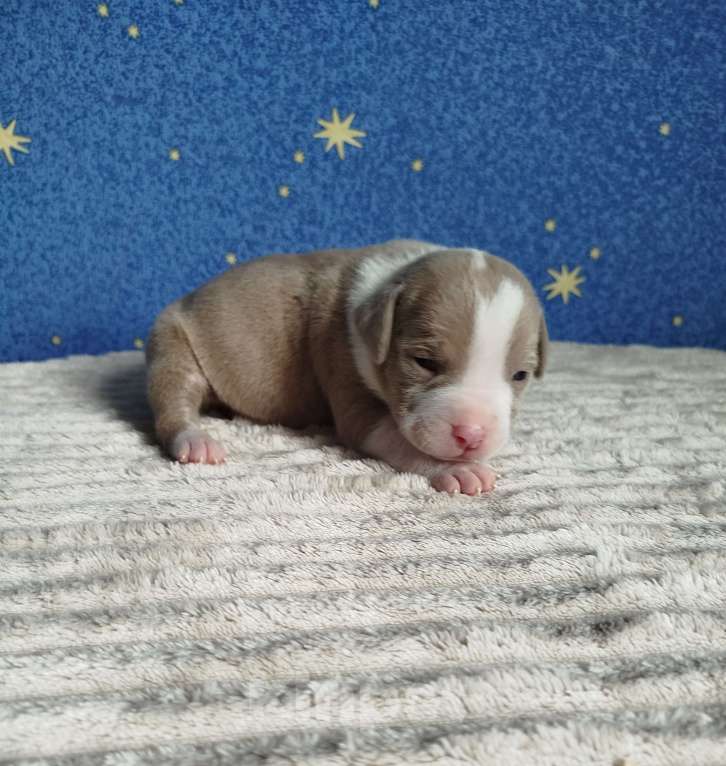 Собаки в Москве: Мальчик американский булли Мальчик, 110 000 руб. - фото 1