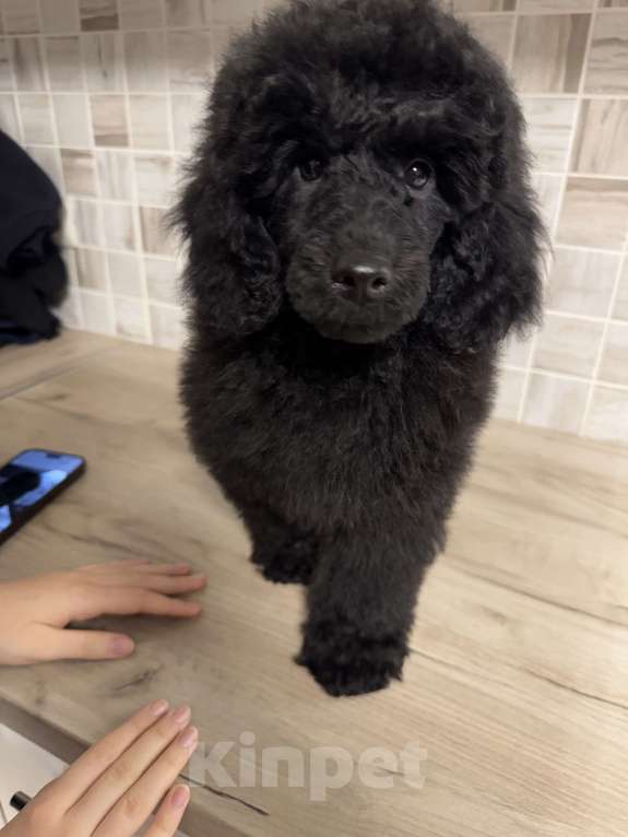 Собаки в Калининграде: Миниатюрный пудель Девочка, 70 000 руб. - фото 4