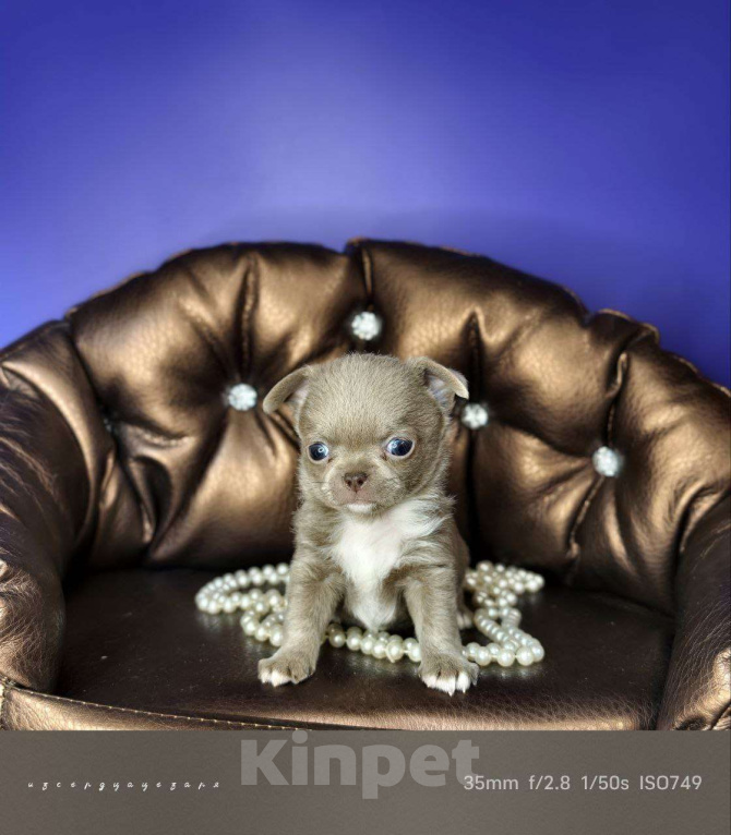 Собаки в Москве: Мини чихуахуа мальчик лилового окраса  Мальчик, 55 000 руб. - фото 1