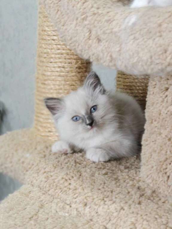 Кошки в Владивостоке: Iliada Девочка, 60 000 руб. - фото 2