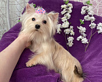 Собаки в Москве: Золотой йорк мини девочка подрощенная Девочка, 80 000 руб. - фото 4