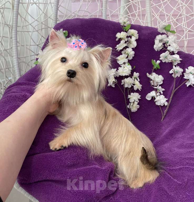 Собаки в Москве: Золотой йорк мини девочка подрощенная Девочка, 80 000 руб. - фото 4