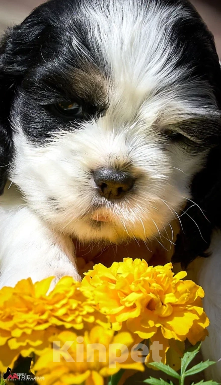 Собаки в Москве: Хитрая булочка  Девочка, 120 000 руб. - фото 3