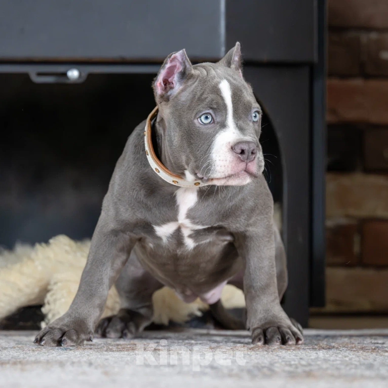 Собаки в Воронеже: Американский Булли девочка Девочка, Бесплатно - фото 6