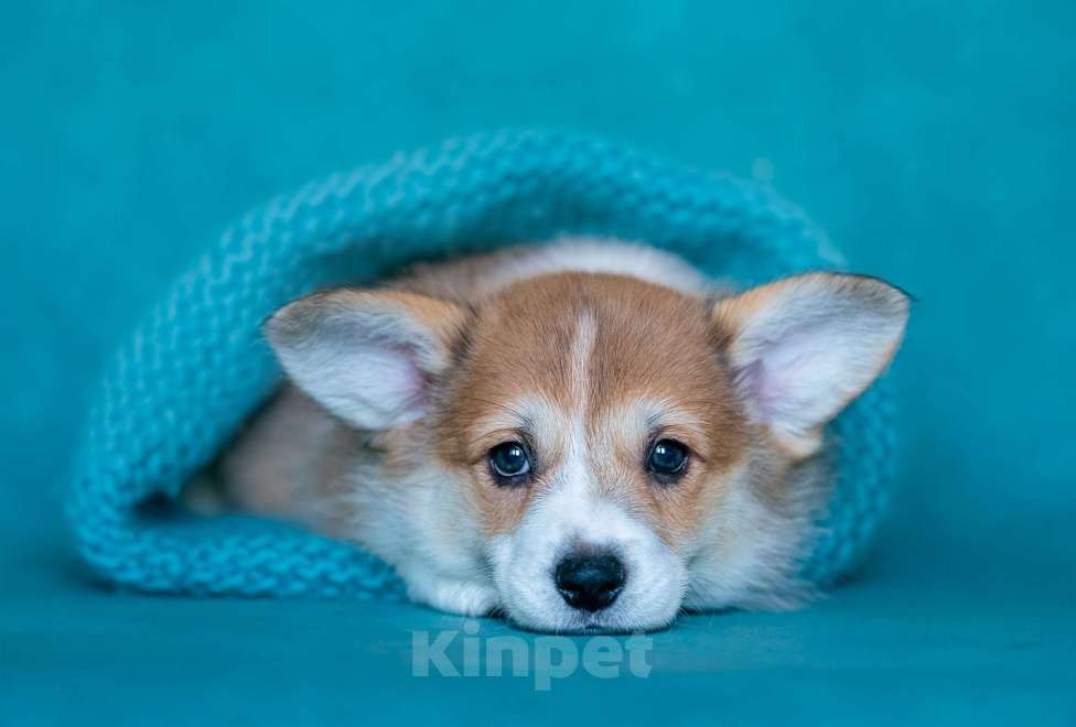 Собаки в Москве: TEKILA BUM IZ BASVET PRIDE  Девочка, 100 000 руб. - фото 3